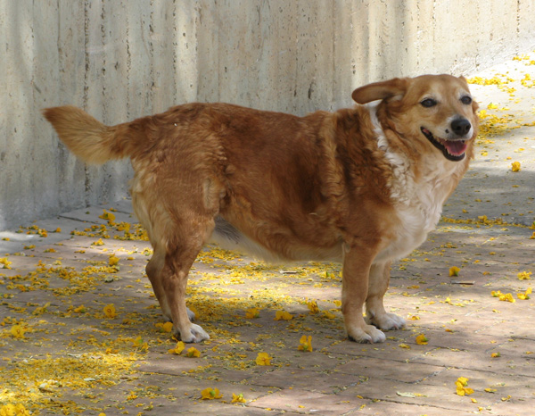 קובץ:Bana 2011.jpg