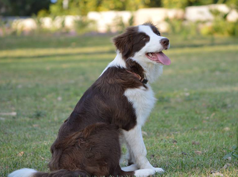 קובץ:Tofi Symons 2013.jpg