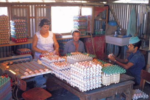 קובץ:Lul Beizim.jpg