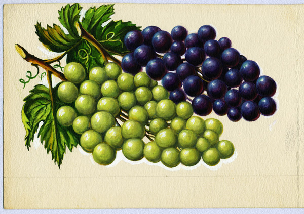 קובץ:Grapes.jpg