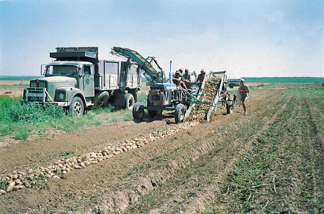 קובץ:Isuf ta.jpg