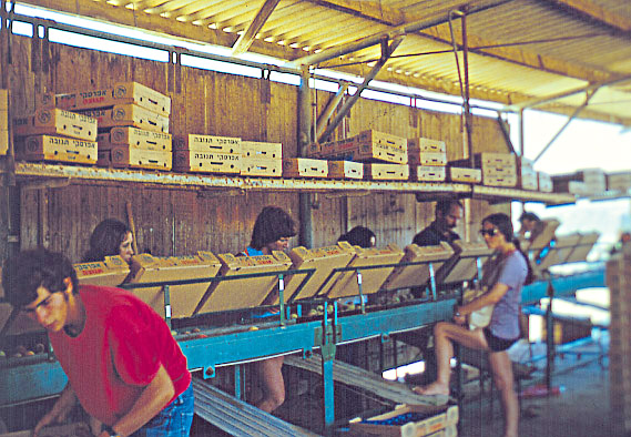 קובץ:Schahat Miun1.jpg