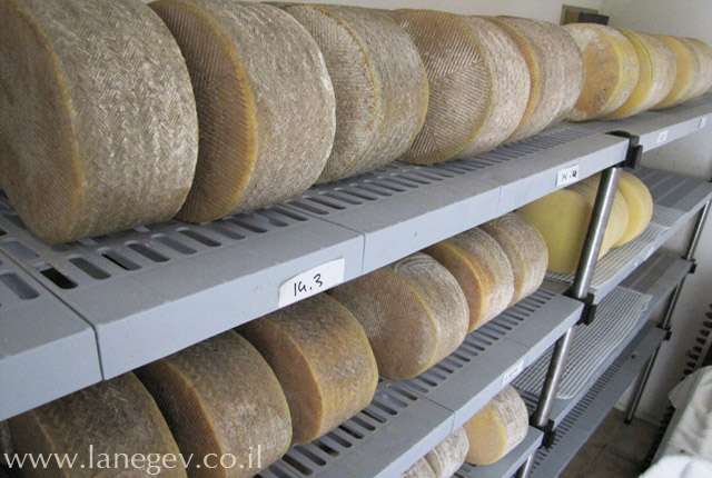 קובץ:Mahleva 5.jpg