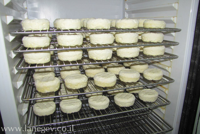 קובץ:Mahleva 3.jpg