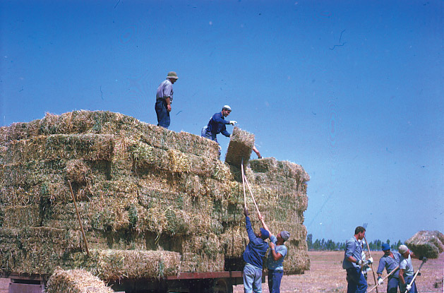 קובץ:Gius Kash.jpg