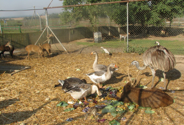 קובץ:Meshek Yeladim 2007.jpg