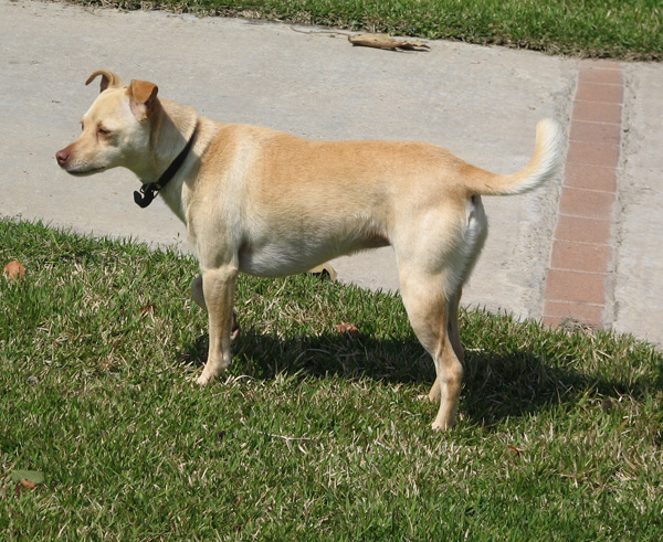 קובץ:Willow 2007.jpg