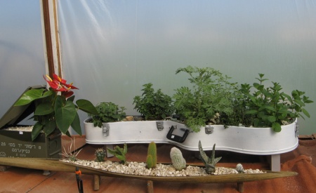 עיצוב צמחים בכלים שונים 2014