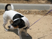 טופסי, בת שנה ו-10 חודשים. הכלבה של משפחת גת: אבנר ושרי נועה וטליה