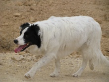 פנג, הכלב האהוב של איה בכר ועמרי. כלב מסוג בורדר קולי.