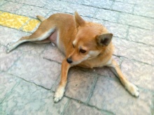 פאצ'אנגה, הכלב של אורלי קיניסו, הראשון באלבום!!!