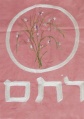 תמונה ממוזערת לגרסה מ־13:47, 6 באוגוסט 2007