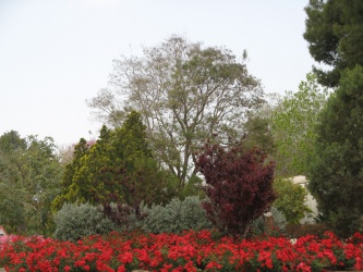 שכונת אורנים, 2013