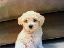 אוליביה, הכלבה המדהימה של צחי דבורי. בת של סינגה ונכדה של מנצ'ר