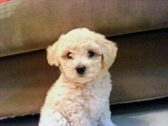 אוליביה הכלבה המדהימה של צחי דבורי, התמונה בדרך!!