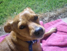 ביוטי, הכלבה האהובה לבית רחל אלון. אלופת הגזע (תחש פלשתינאי מצוי) בנביחות. הכירה באופן אישי את כל הוטרינרים באזור והייתה הראשונה שזכתה לעלות על שולחן הניתוחים במרפאה בבארי של אלי הווטרינר! נדרסה והלכה בדרך כל כלב, ללא כאב, שמחה ועליזה, בשעת טיול הבוקר. עכשיו היא מקפצת בוודאי בעליזות בגן העדן של הכלבים!