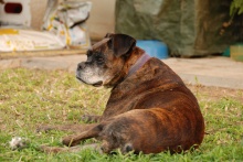 היידי, הכלבה של במיק ואביבה. כלבה שמחה ומלאת חיים שנגמרו למרבה הצער ביוני 2011 בערך בגיל 14.