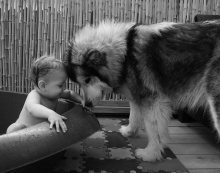 מילה, לבית ברזון היא אלסקן מלמוט, לא האסקי סיבירי היא בת 3 ו-5 ימים. גזעית עם תעודות. אלופת ישראל צעירה וגם אלופת המזרח התיכון צעירה. מה שאומר, שהיא כלבה ברמה גבוהה... גם מבחינת יופי וגם אופי! ובעיקר היא חברה נאמנה ודובי גדול ושעיר לאנה. ולפעמים מתפקדת על תקן סוס שאפשר לשבת ולדהור עליו.