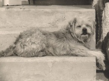 בוקי, הכלב של משפחת זורע (1958): כלב היסטורי שליווה את ילדי גן שקד בכל העיסוקים והטיולים, נדרס ע"י עגלת הגיוסים של המטע בגיל מופלג.