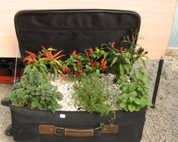 עיצוב צמחים במזוודה 2014