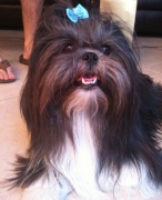 גרי, הכלב של משפחת ברגלס. זכר עם נטיות נשיות