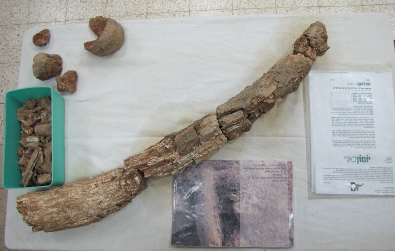 קובץ:Elephant Arch.jpg