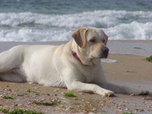 ג'וי ברמק, פצצת אנרגיה צהובה, ברגע נדיר של מנוחה. ייחוס: בת של טוויסט שורק ופדרו קפיטנוב, אחיינית של לוסי גולד, אמא של מנטה בנאקוט.