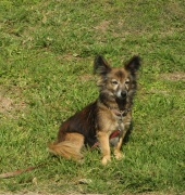 פינוקי, הכלבה של דורון, מירב, סער ואלון ברקאי. בת 10 שנים, נמצאה לייד מחסן הבגדים בתוך קופסאת קרטון לפני 5 שנים. לדברי מירב כל השכנים לא מדברים איתה בגלל הנביחות של פינוקי...