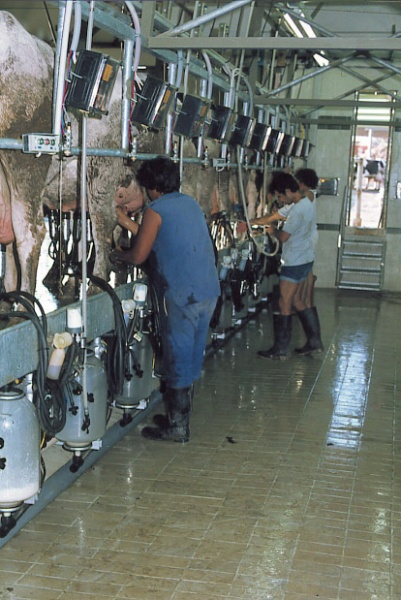 קובץ:Machon Haliva.jpg