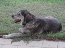 רונה, הכלבה הוותיקה של רבקה וארז מנור (התמונה מימי נעוריה, 2005)