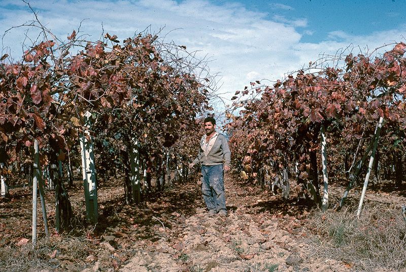 קובץ:Kerem David.jpg