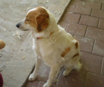 סטוקי, הכלב שלא רואה אף אחד ממטר - רשמית שייך לאייל דבורי, בפועל מטופל ע”י בשמת והבנות. מסוגל לא לאכול שבוע