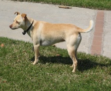 ווילו, הכלבה של שומרוני. נמצאת בכל אירוע ואין חג או לוויה בבארי שמתחילים בלי שהיא תהיה נוכחת