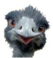 Emu 12.jpg
